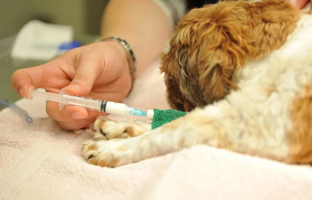 Compassionate EndofLife Care Amp Euthanasia Services - CompassionateEndofLifeCareEuthanasiaServices - Grand Ave Pet Hospital