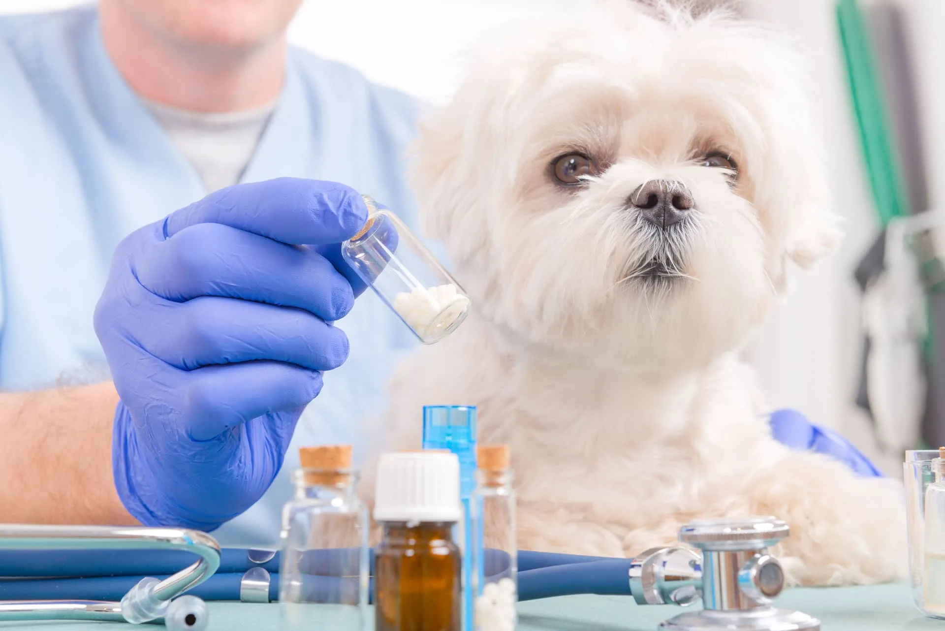 Home - InternalMedicinemin - Grand Ave Pet Hospital