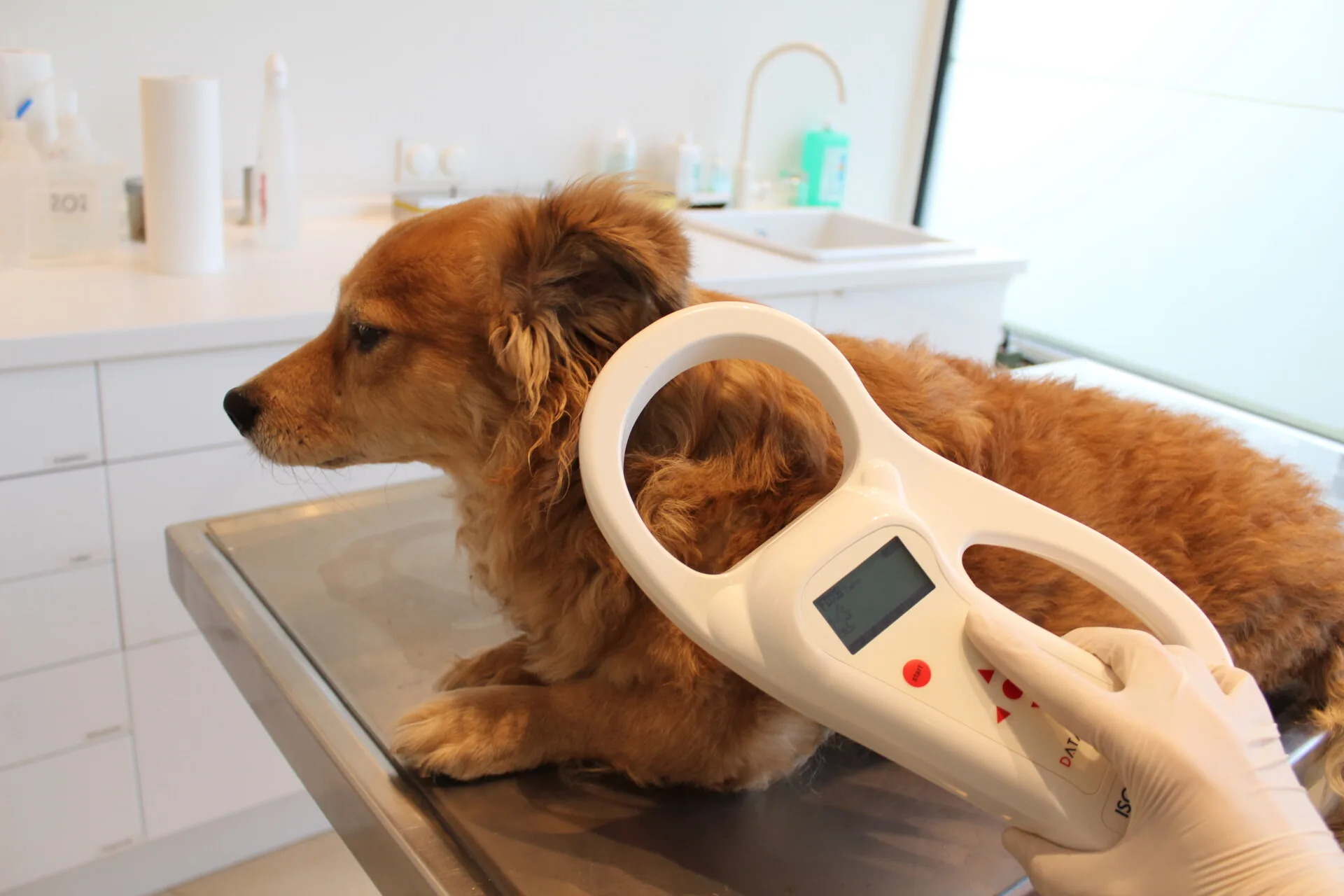 Microchipping Amp Identification A Lifelong Safety Solution - MicrochippingIdentification1 - Grand Ave Pet Hospital
