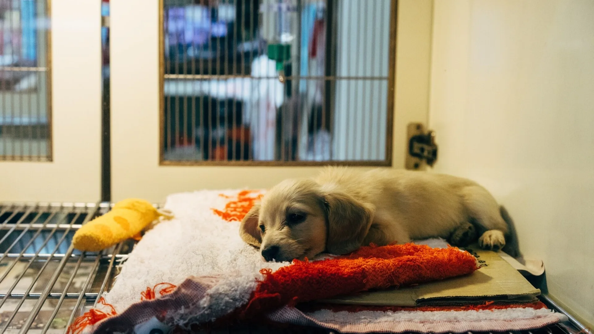 Pain Management Rehabilitation At Grand Ave Vet Clinic - PainManagementRehabilitation - Grand Ave Pet Hospital