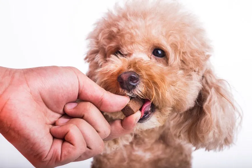 Why Heartworm Prevention and Treatment Is Important - Why Heartworm Prevention And Treatment Is Important - Grand Ave. Pet Hospital