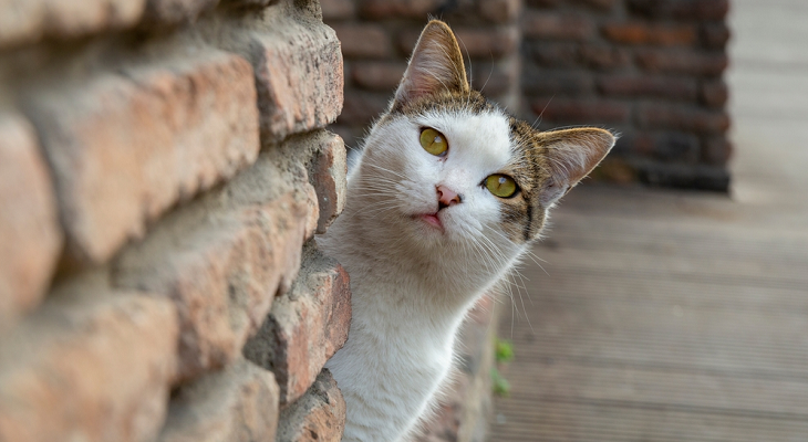 🐱 Why You Should Microchip Your Cat - Why You Should Microchip Your Cat - Grand Ave. Pet Hospital