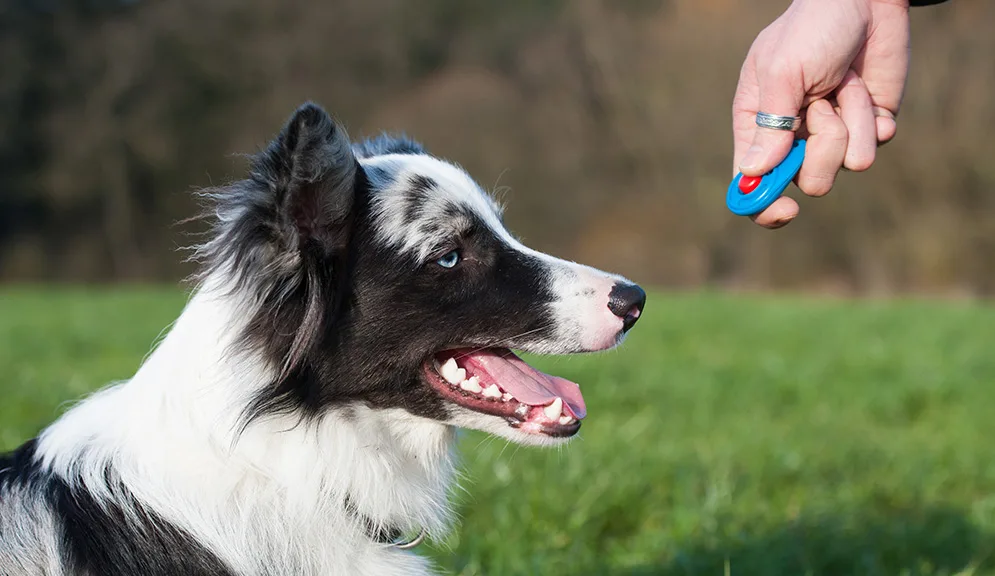 Auto Draft - Clicker Training - Grand Ave. Pet Hospital