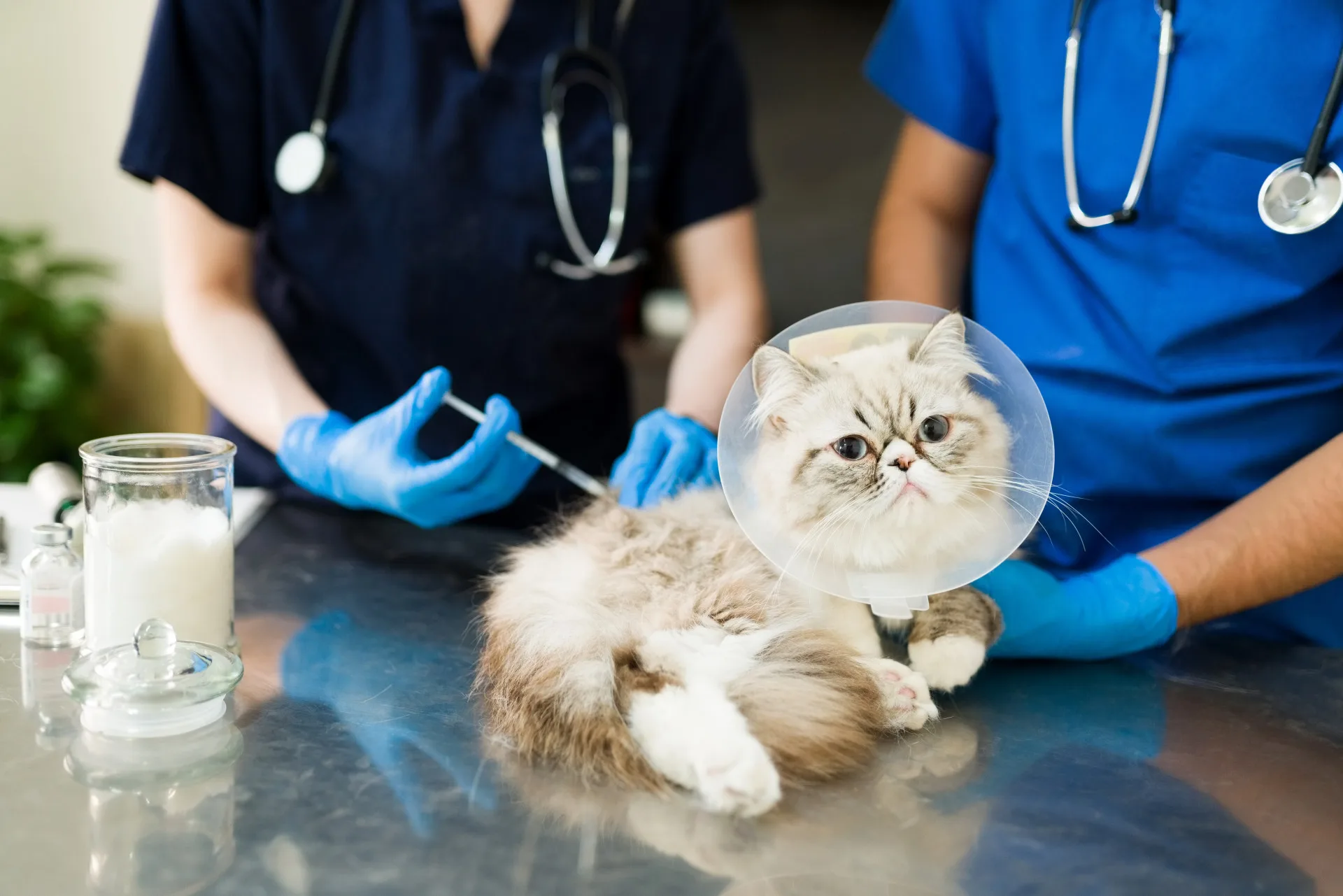 Cat Next To Veterinarian - Grand Ave. Pet Hospital
