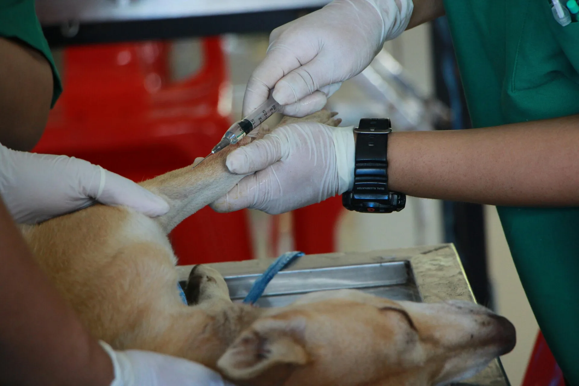 Comprehensive Pet Vaccination Services At Grand Ave Vet Clinic - Petvaccination - Grand Ave Pet Hospital